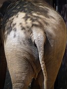 elephant-677712__180